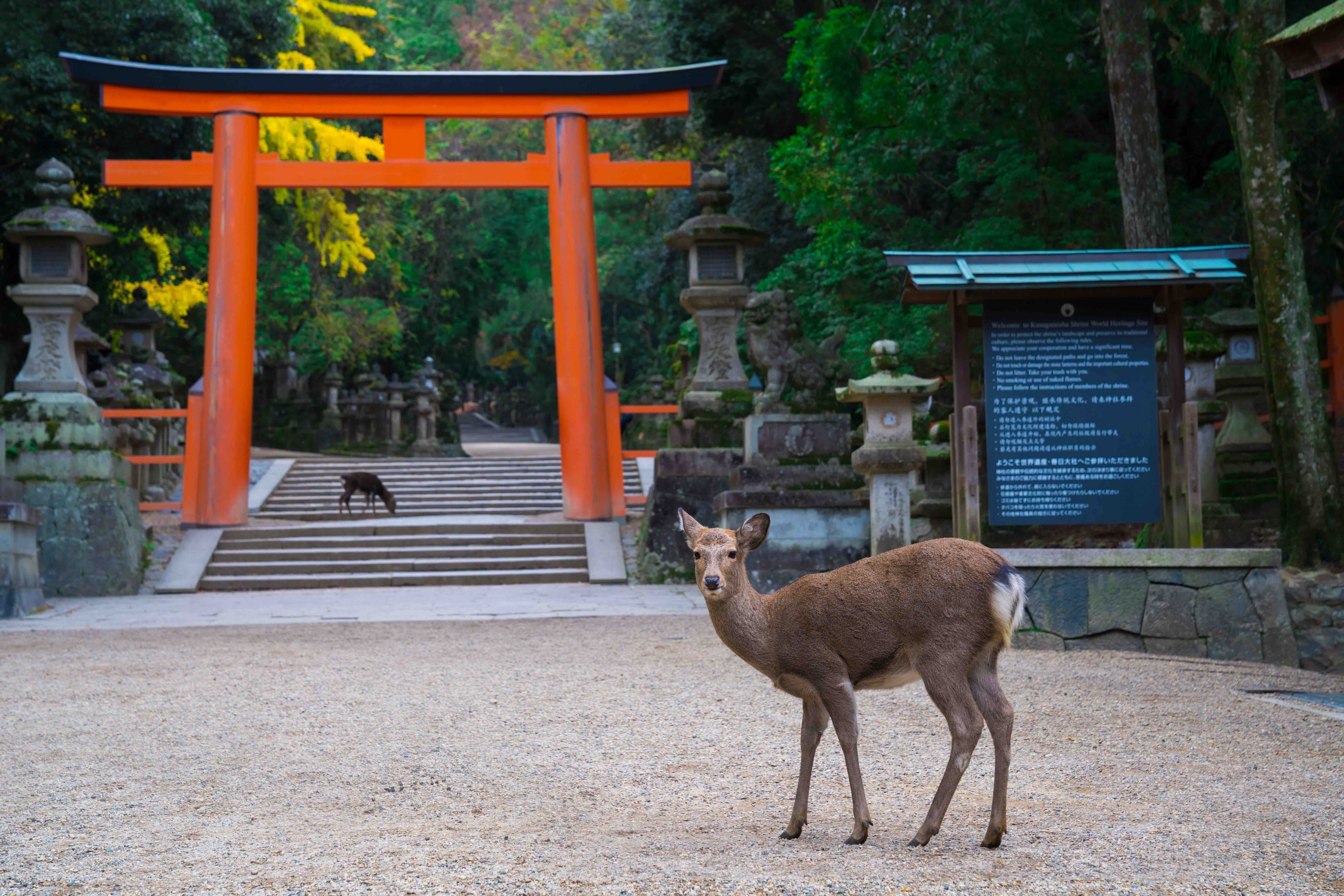 Discover Nara - Drivinjapan.com