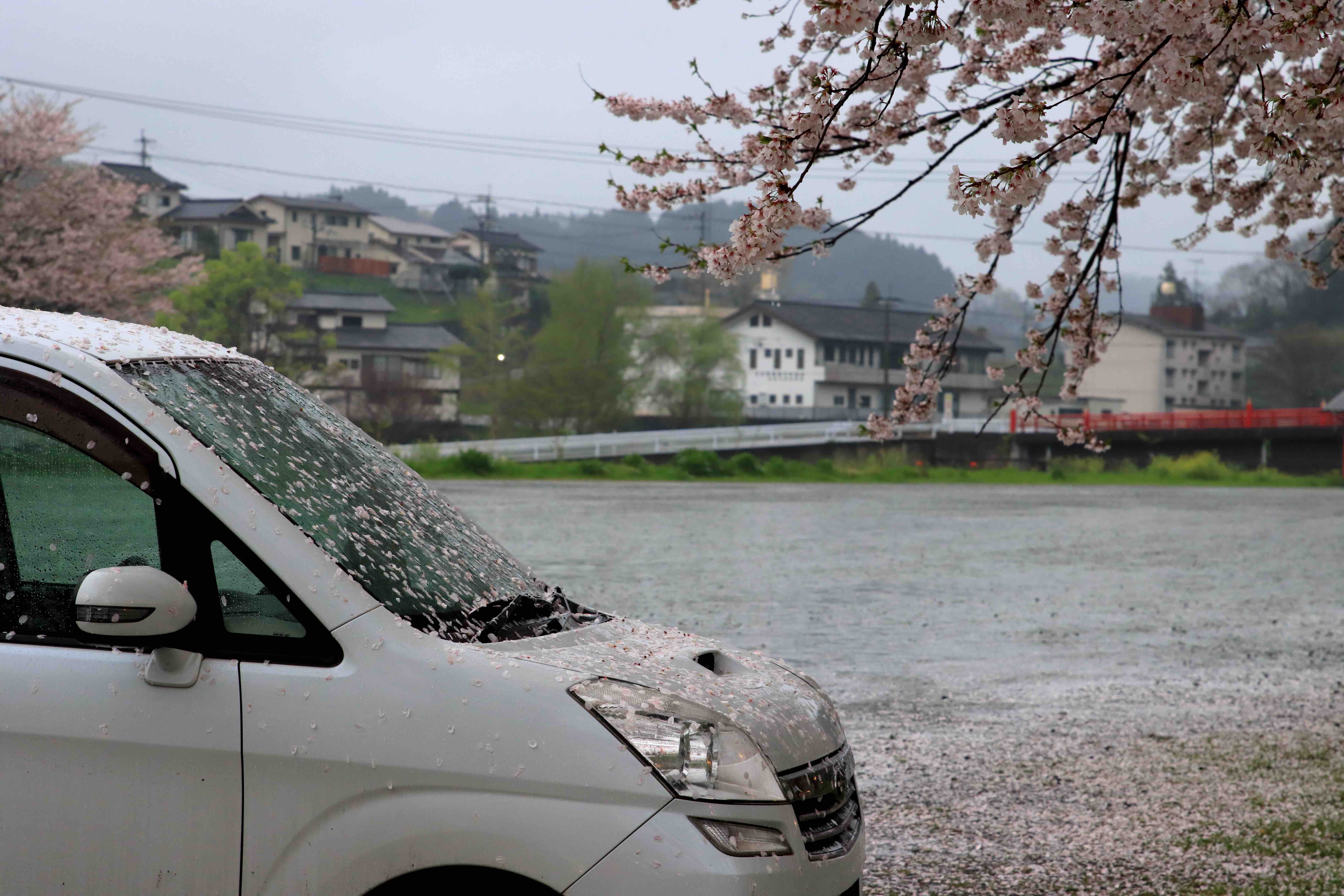 voyage garée parking Japan cerisiers en fleur.
